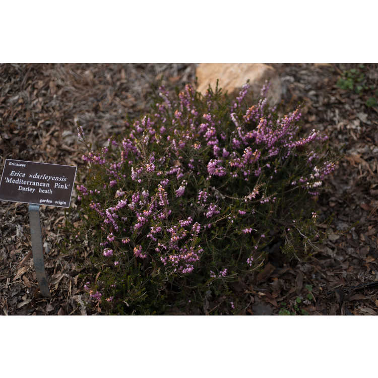 Erica ×darleyensis 'Mediterranean Pink' - Darley heath