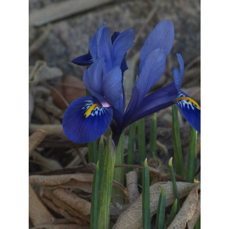 Iris Reticulata Harmony