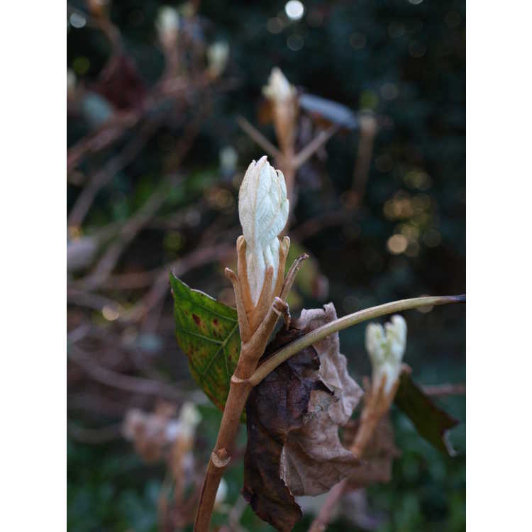 Hydrangea quercifolia 'Lynn Lowrey'
