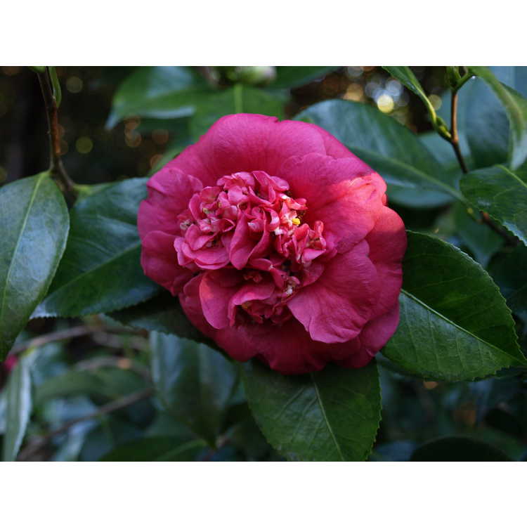 Camellia japonica April Tryst