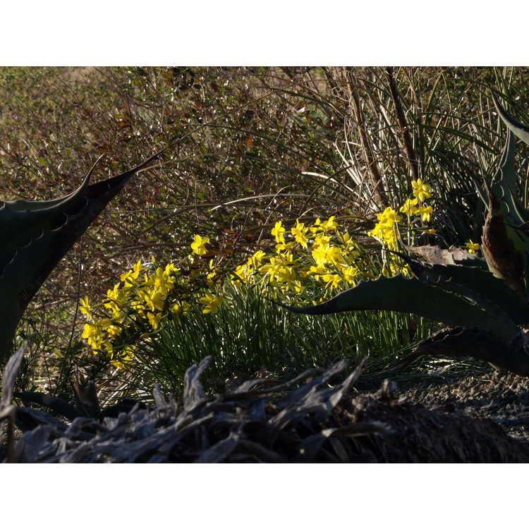 Narcissus jonquilla var. henriquesii - miniature daffodil