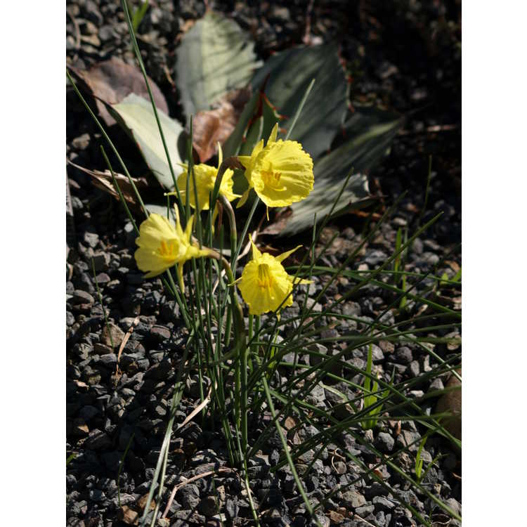 <em>Narcissus romieuxii</em> subsp.<em> albidus</em> var.<em> zaianicus</em>