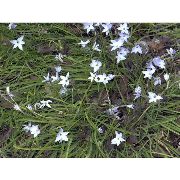 Ipheion uniflorum - spring star flower