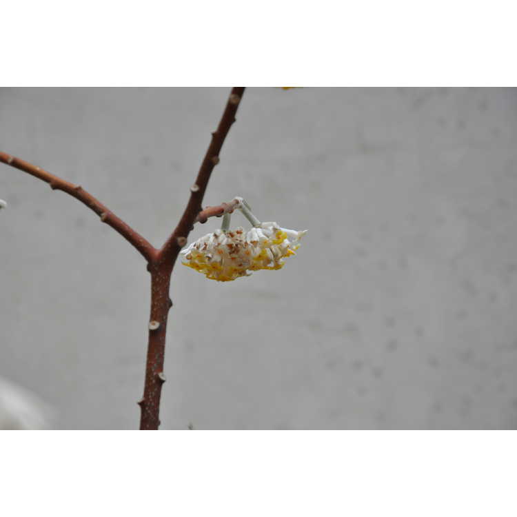 Edgeworthia chrysantha Winter Gold