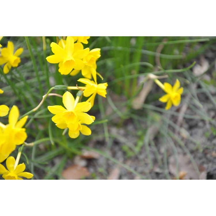 Narcissus jonquilla henriquesii