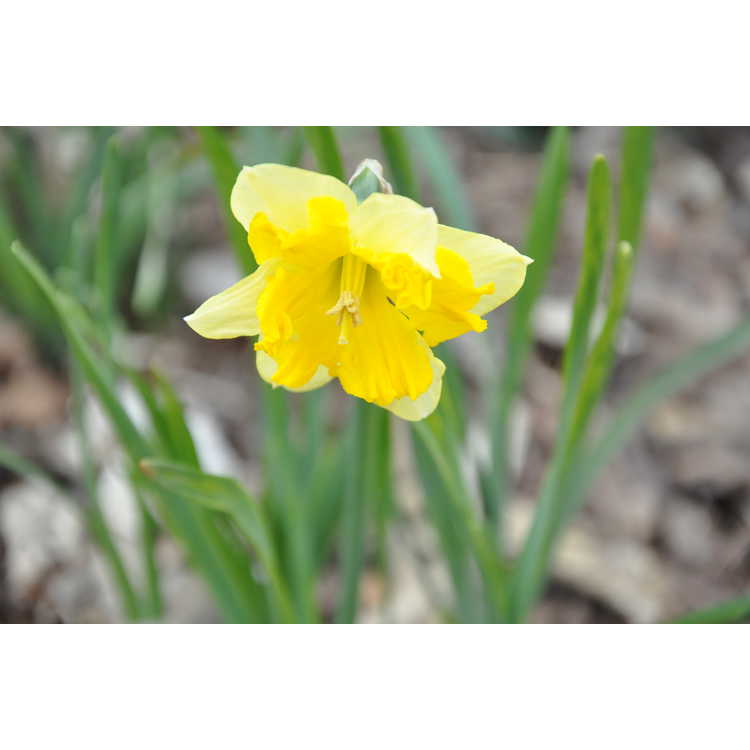 Narcissus Chanterelle
