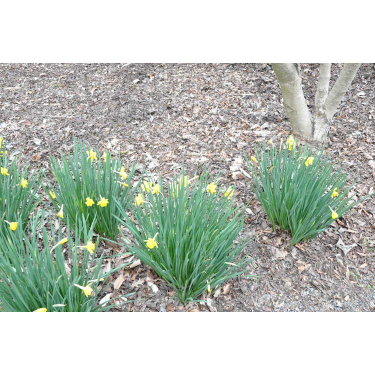 Narcissus 'Golden Sceptre' - jonquilla daffodil