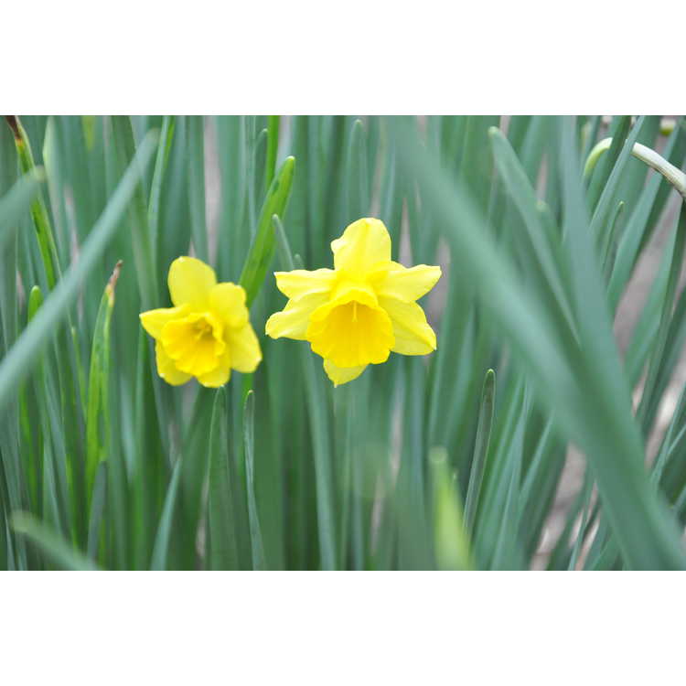 Narcissus Golden Sceptre