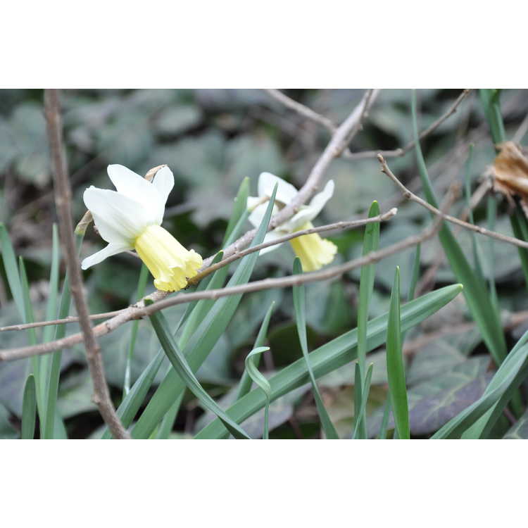 Narcissus 'Surfside' - cyclamineus daffodil