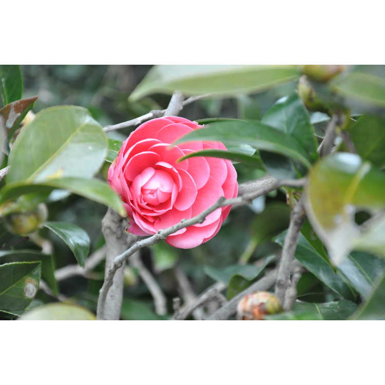 Camellia japonica Jacks