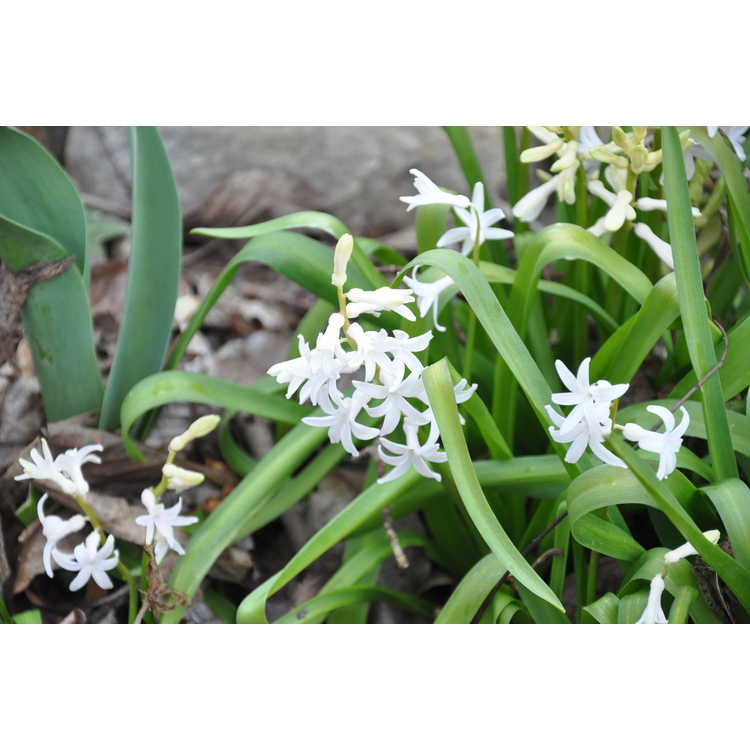Hyacinthus orientalis 'White Festival' - common hyacinth