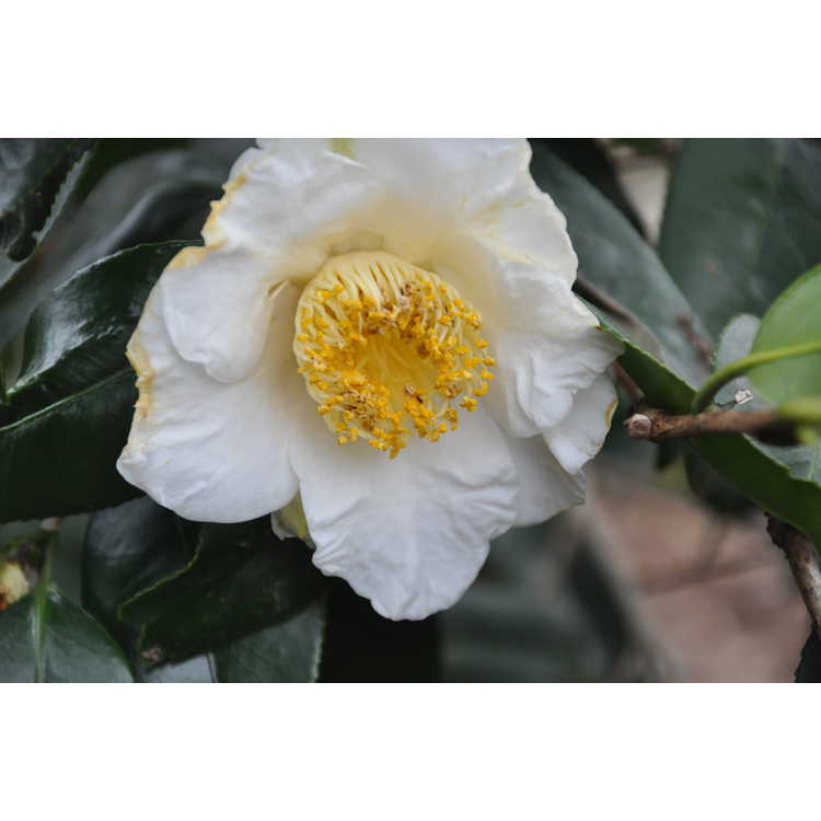 Camellia japonica Quercifolia