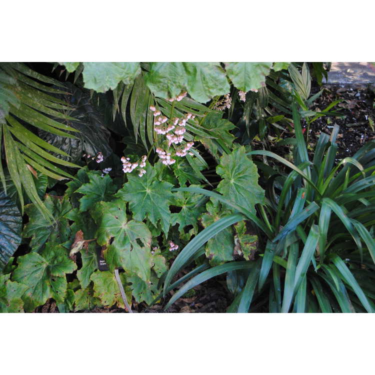 <em>Begonia</em> ×<em>ricinifolia</em>