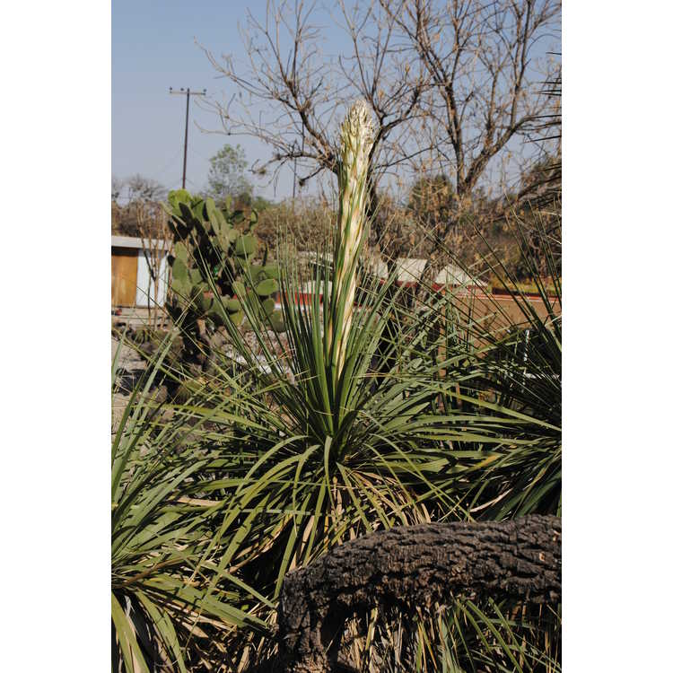Nolina longifolia - Oaxacan tree