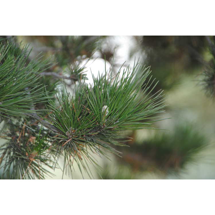 <em>Pinus radiata</em>