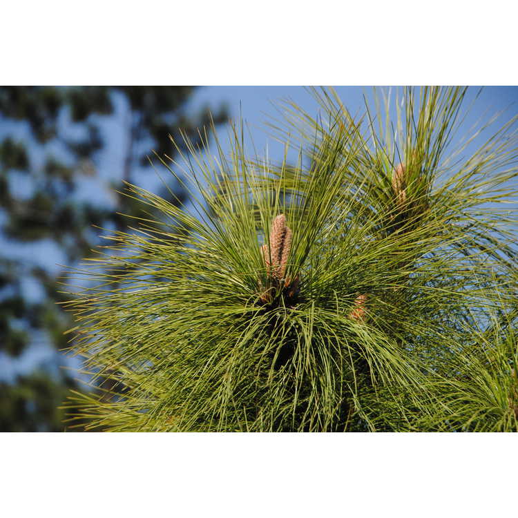 <em>Pinus hartwegii</em>