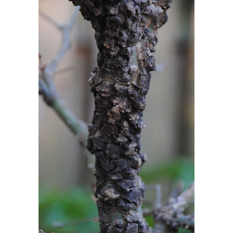 Acer palmatum 'Arakawa' - rough-bark Japanese maple