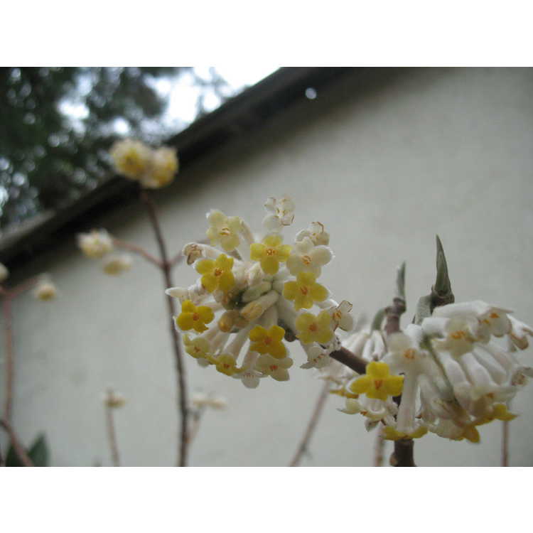 Edgeworthia chrysantha 'Winter Gold' - golden paperbush