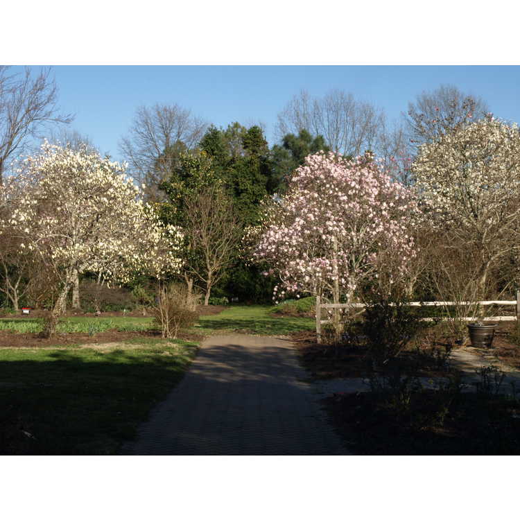 Kew magnolia