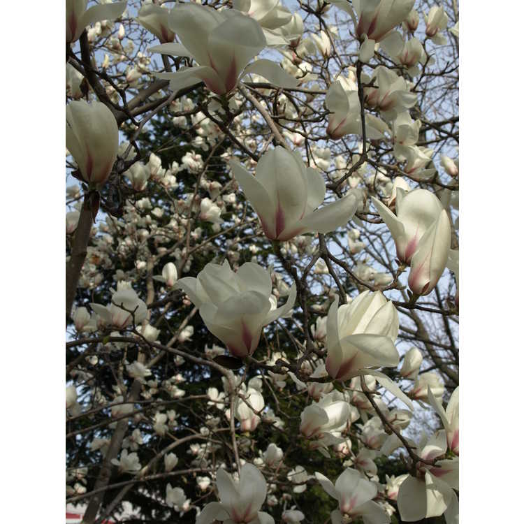 Magnolia collection