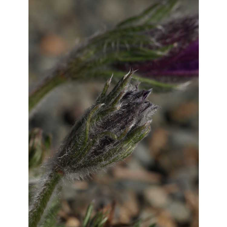 Pulsatilla halleri - Haller's pasque-flower
