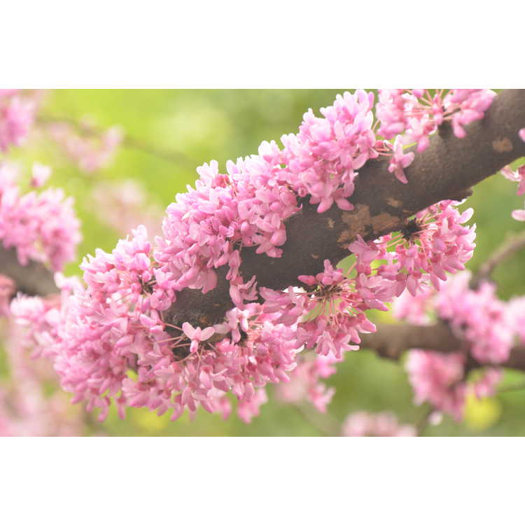 Cercis canadensis Floating Clouds