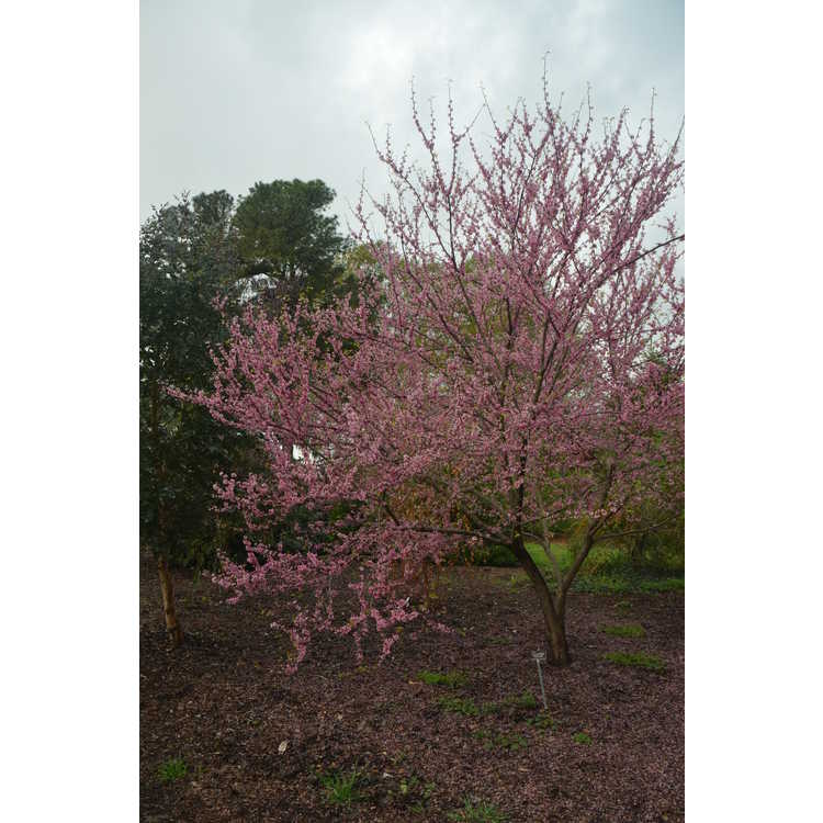 Cercis canadensis 'Tennessee Pink' - eastern redbud