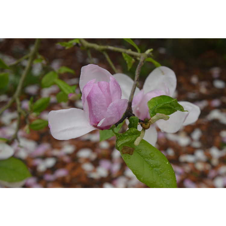 Magnolia Eskimo