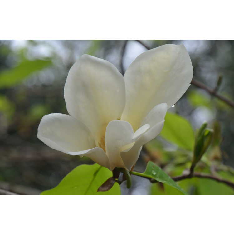 Magnolia Yellow Fever
