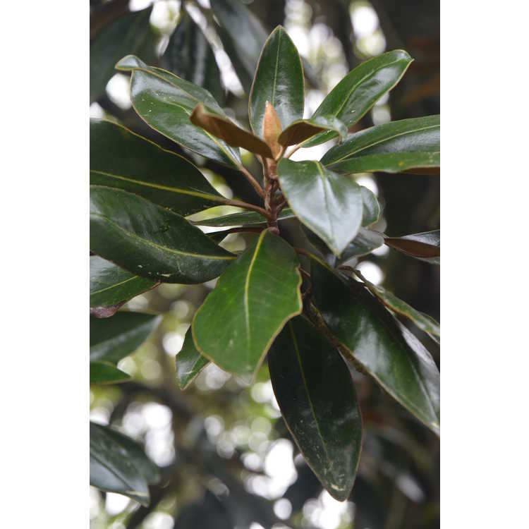 Magnolia grandiflora 'Little Gem' - Southern magnolia