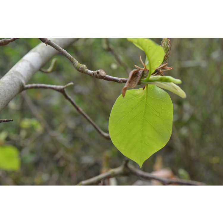 Magnolia 'Sun Ray' - Kehr hybrid magnolia