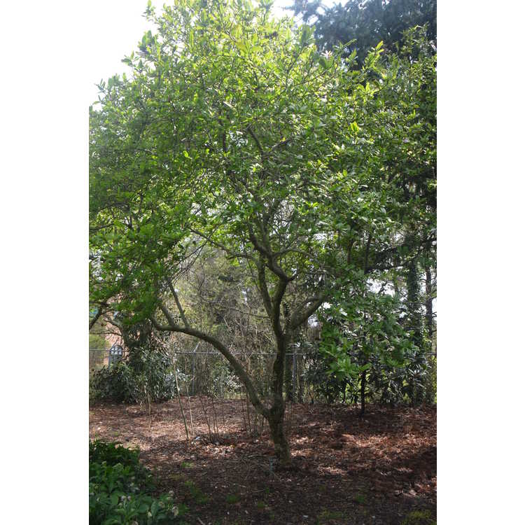 Magnolia ×loebneri 'Leonard Messel'