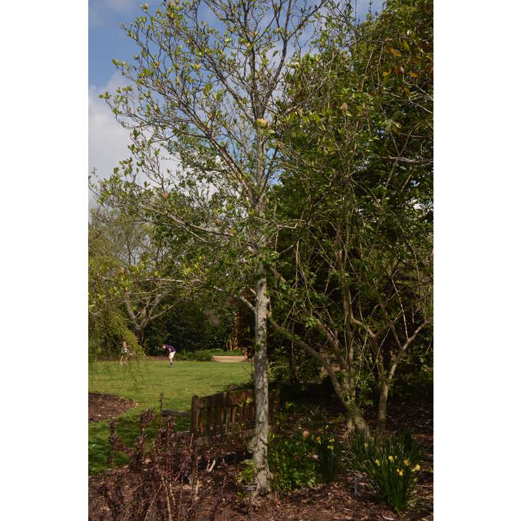 Magnolia ×brooklynensis 'Woodsman'