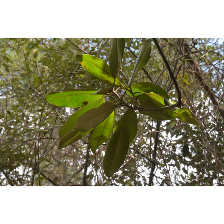 <em>Magnolia grandiflora</em> 'Goliath'