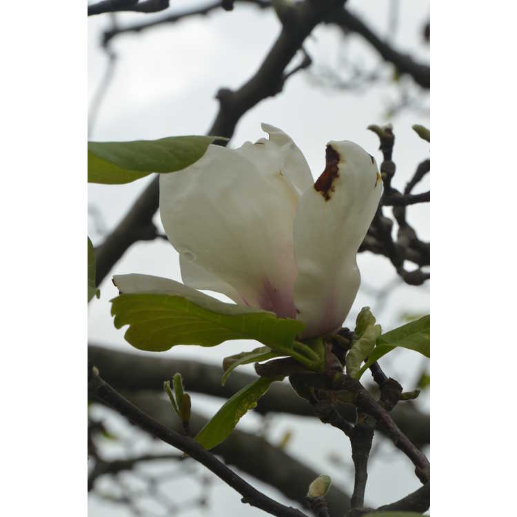 <em>Magnolia</em> 'Elisa Odenwald'
