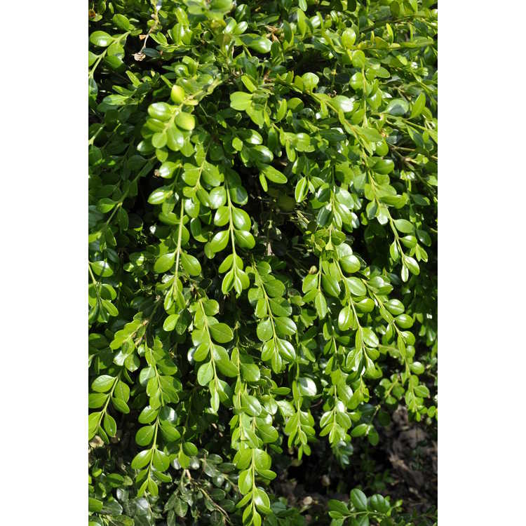 Buxus microphylla var. japonica 'Unraveled' - weeping common boxwood