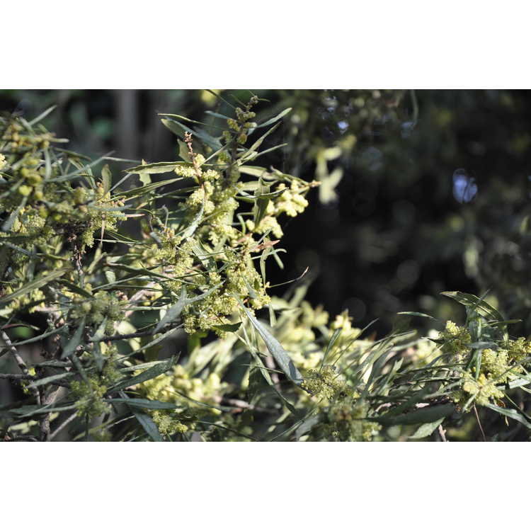 Morella cerifera var. pumila 'Willow Leaf' - dwarf wax myrtle