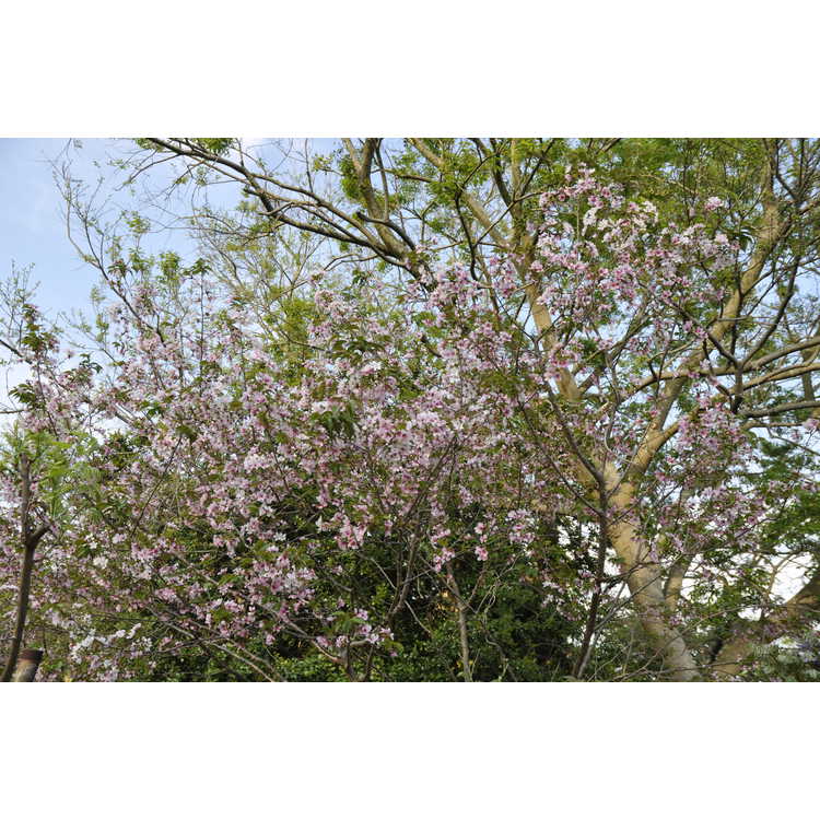 Prunus Westonbirt
