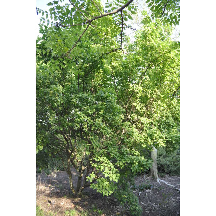 Acer tataricum subsp. tataricum - Tatarian maple