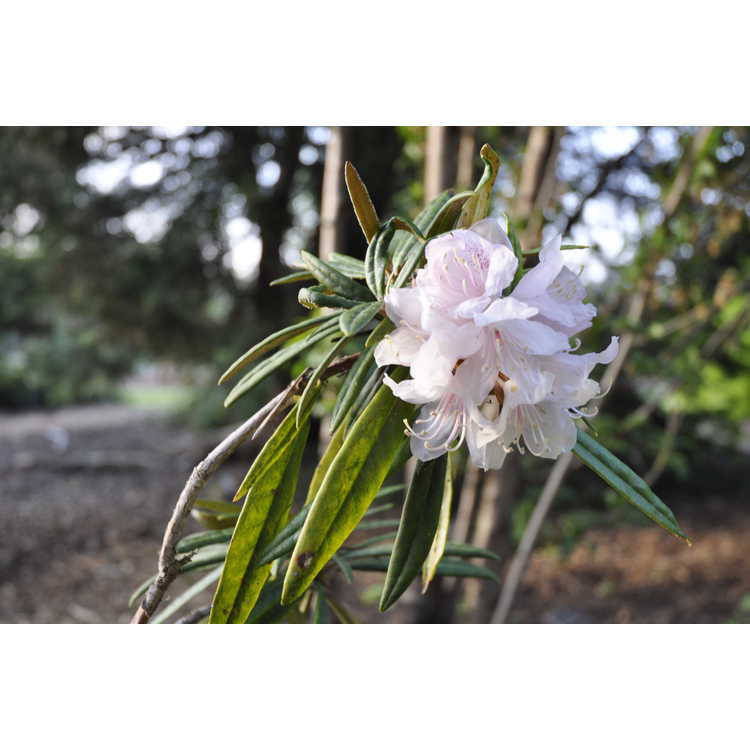 <em>Rhododendron makinoi</em>