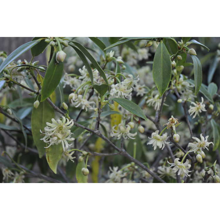 Illicium floridanum f. album 'Semmes' - white Florida anise