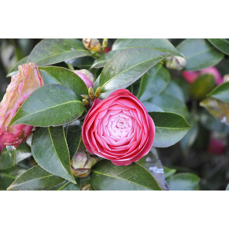Camellia japonica 'Jacks'