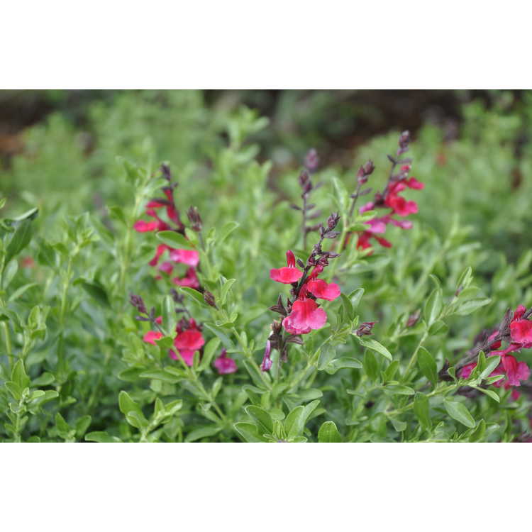 Salvia 'Red Letter'