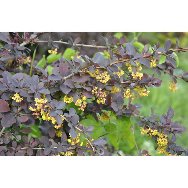 variegated Ottawa barberry