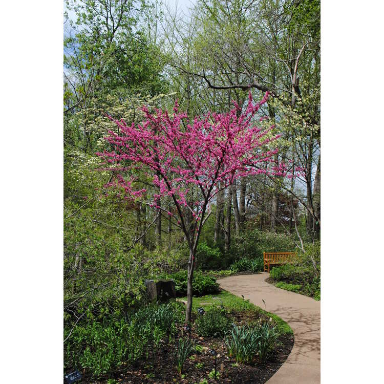 Cercis canadensis 'Appalachian Red'