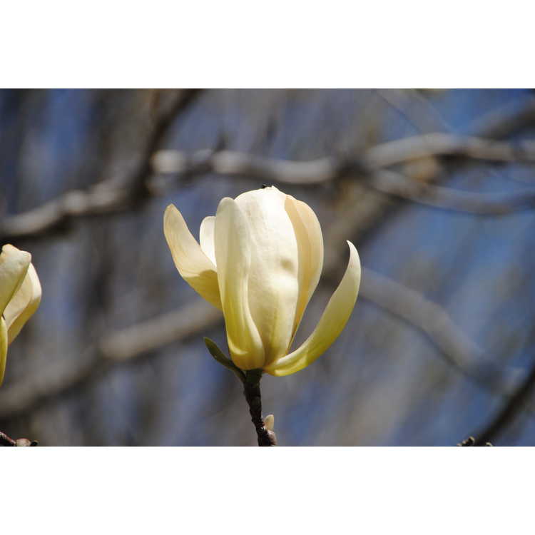 <em>Magnolia</em> 'Ivory Chalice'