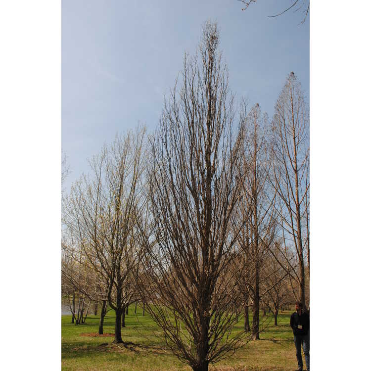 <em>Quercus</em> ×<em>warei</em> 'Long'