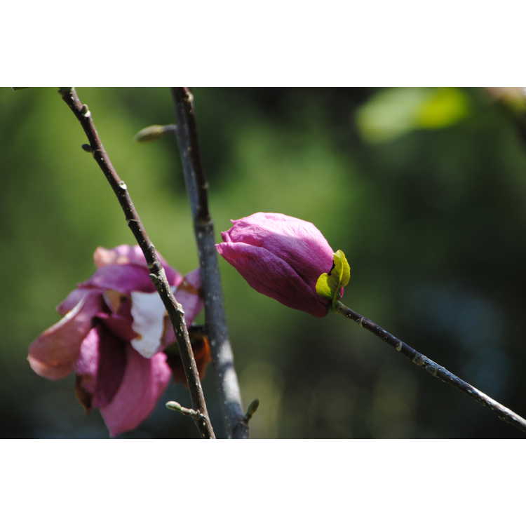 Magnolia 'Pink Delight' - Ledvina hybrid magnolia