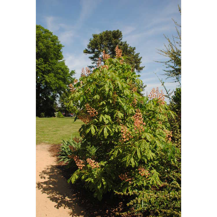 Aesculus ×carnea 'Variegata' - variegated red horse chestnut