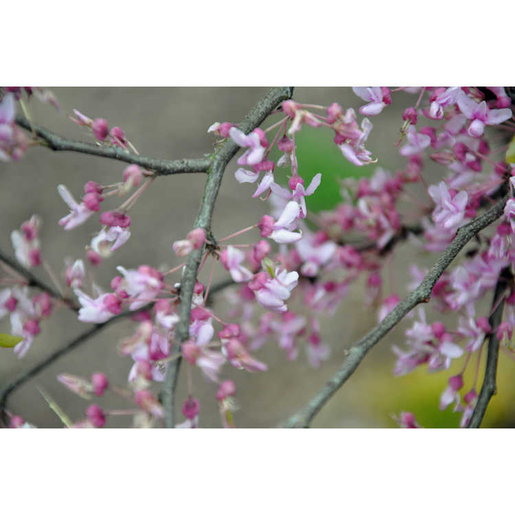Cercis canadensis 'Floating Clouds'